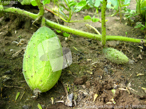 Image of Fruits of a cucumber on a bed