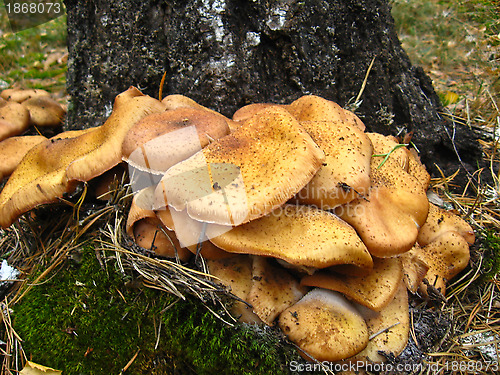 Image of mushrooms under a birch