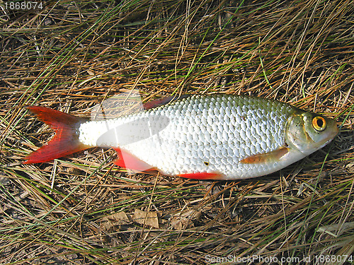 Image of Beautiful rudd laying on a grass