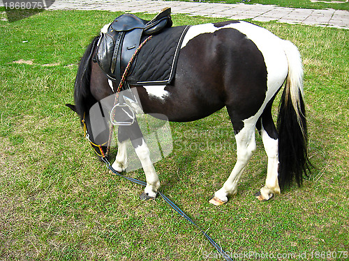 Image of black and white pony with a saddle