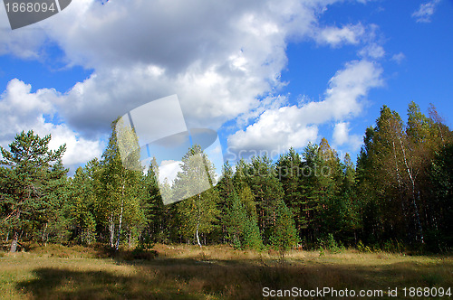 Image of Forest and sky