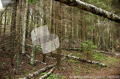 Image of Forest