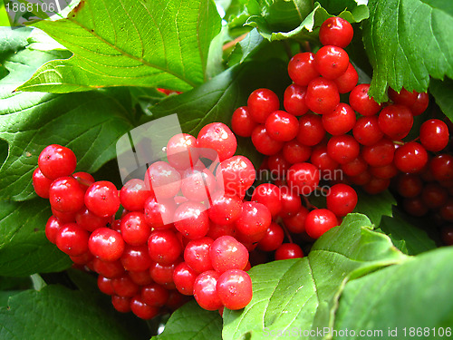 Image of Clusters of a red ripe guelder-rose