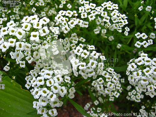 Image of a lot of white flowers on the bed