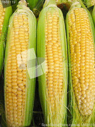 Image of Harvest of a maize