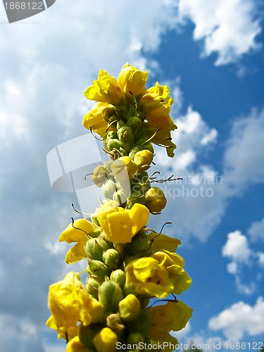 Image of yellow flowers and clouds