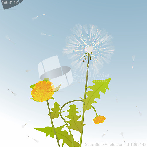 Image of Dandelions decorative card