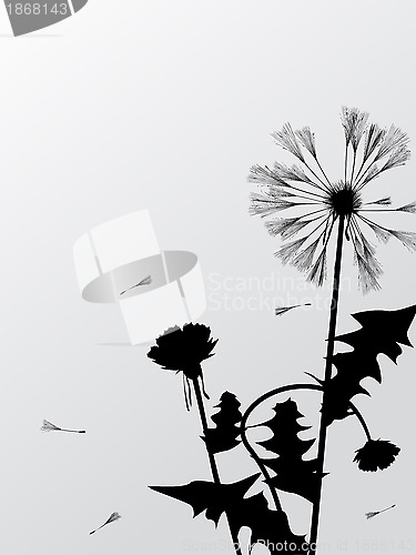 Image of Dandelions silhouettes