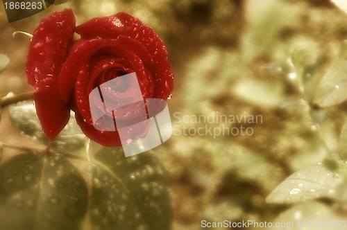 Image of red rose 