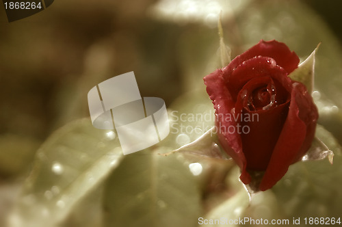 Image of red rosebud ancient  