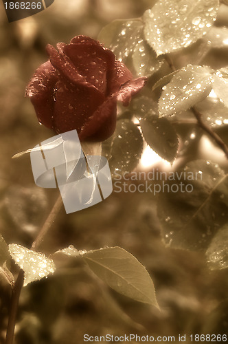 Image of red rose bud red rain drops 