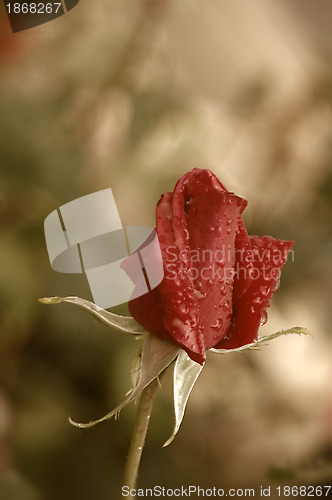 Image of red rosebud raindrops 