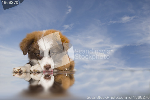 Image of puppy dog blue sky background