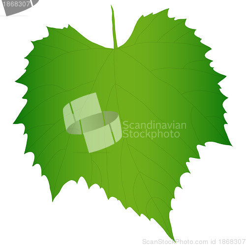 Image of Green grape leaf