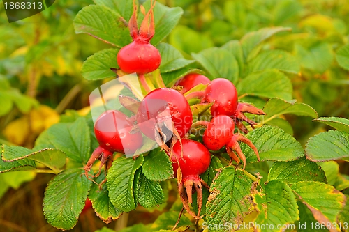 Image of rose hips