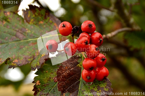 Image of  rowanberries