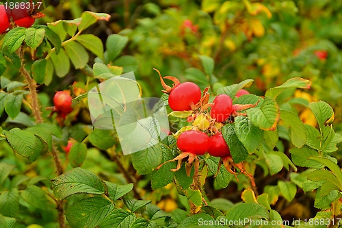 Image of rose hips