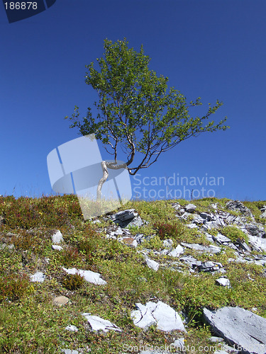 Image of Stunted and twisted lonely birch