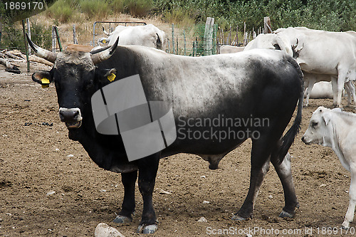 Image of Black Bull