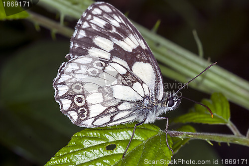Image of Butterfly on a leaf