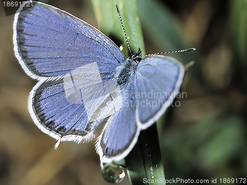Image of Butterfly Lycaedes on e leaf