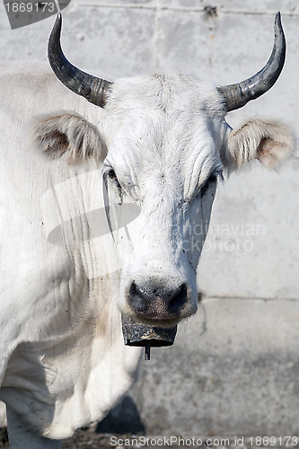 Image of close-up of a cow