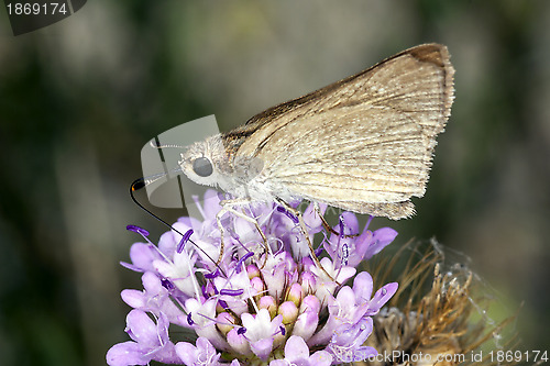 Image of Butterfly on flower