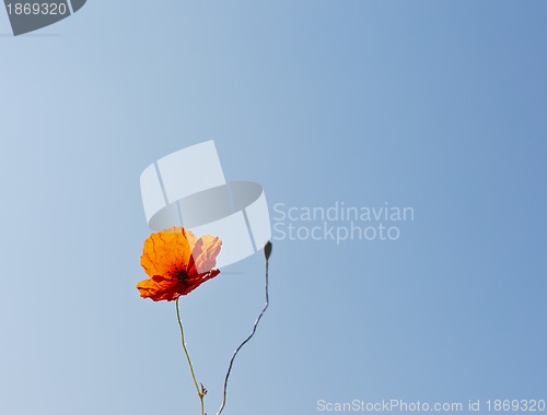 Image of wild poppies against blue sky