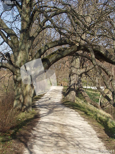 Image of Tree tunnel