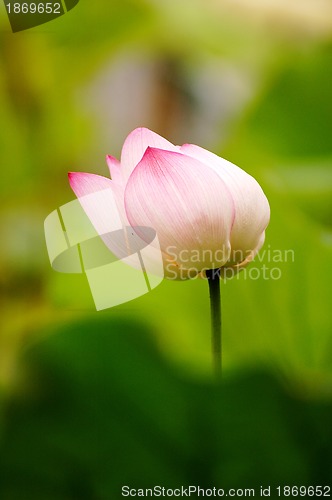 Image of Pink lotus flower blooming in pond in the summer