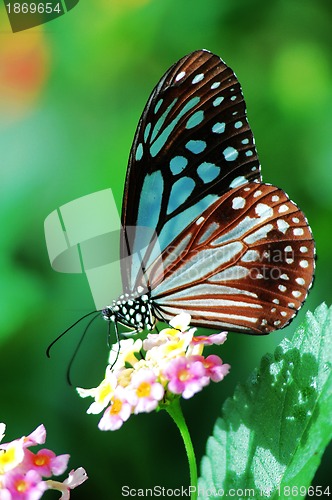 Image of Butterfly sitting on a flower