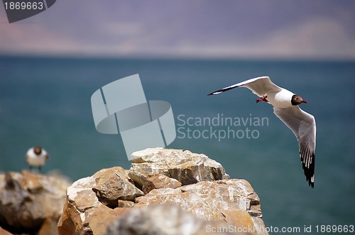 Image of Seagull flying over a beach