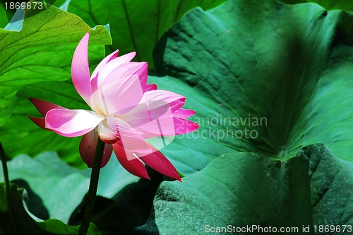 Image of Lotus flower blooming in pond in the summer