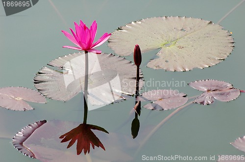 Image of Pink lotus flower blooming in pond in the summer