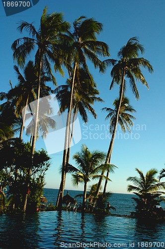 Image of Coconut trees