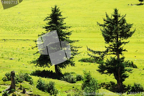 Image of Trees on grassland