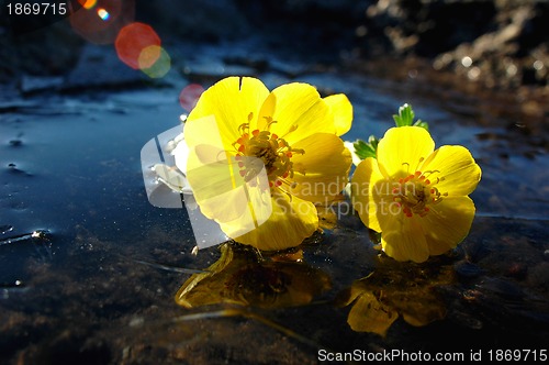 Image of Wild yellow flowers