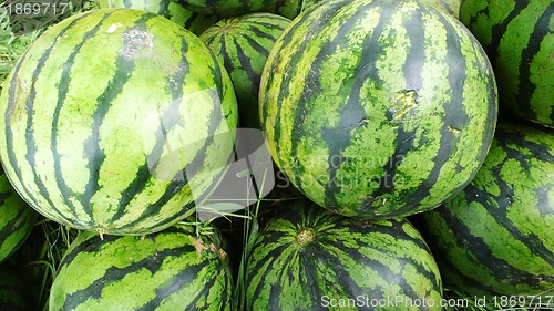 Image of Watermelon