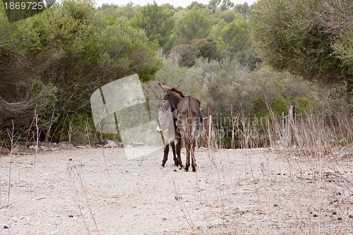 Image of donkeys in field outdoor in summer looking