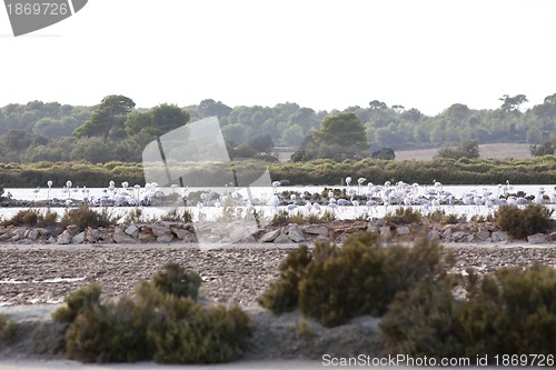 Image of wild flamingos traveling mediterranean salinas in summer