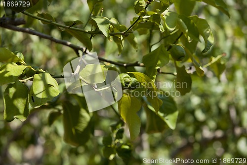 Image of fresh tasty green limes on tree in summer outside