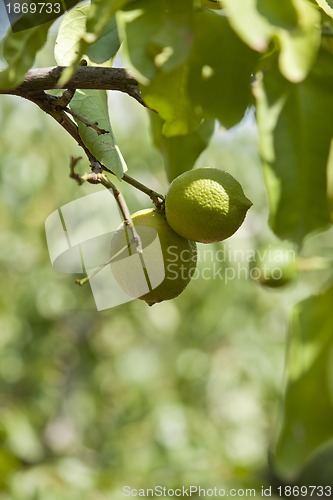 Image of fresh tasty green limes on tree in summer outside