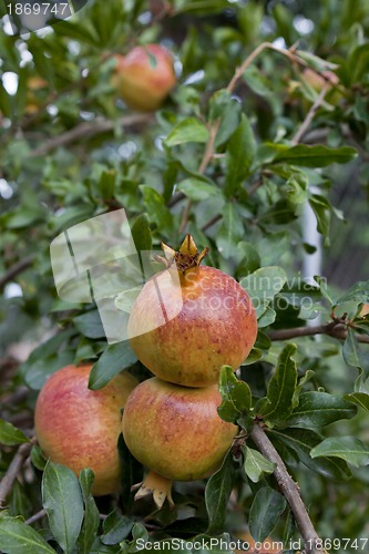 Image of fresh ripe pomegranate tree outdoor in summer