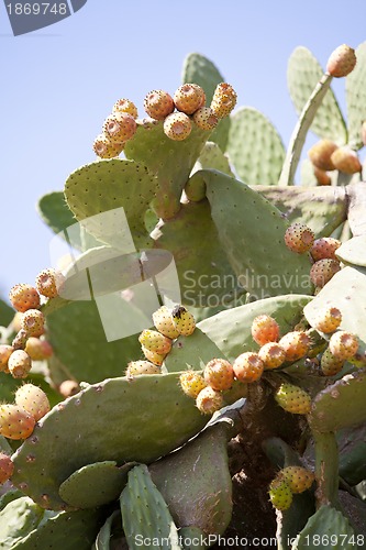 Image of fresh tasty prickly pear on tree outside in summer