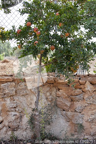 Image of fresh ripe pomegranate tree outdoor in summer