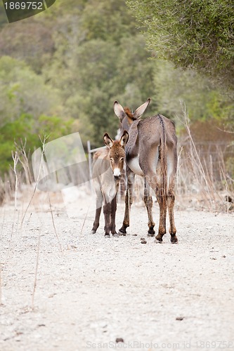 Image of donkeys in field outdoor in summer looking