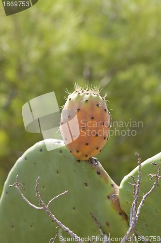 Image of fresh tasty prickly pear on tree outside in summer