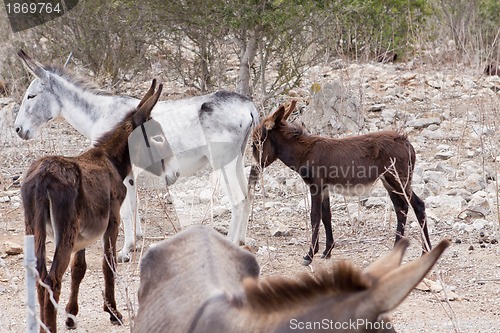 Image of donkeys in field outdoor in summer looking