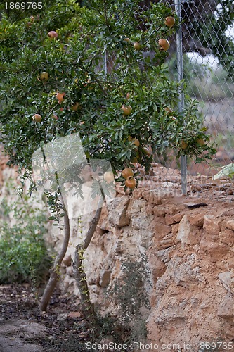 Image of fresh ripe pomegranate tree outdoor in summer