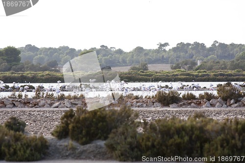 Image of wild flamingos traveling mediterranean salinas in summer